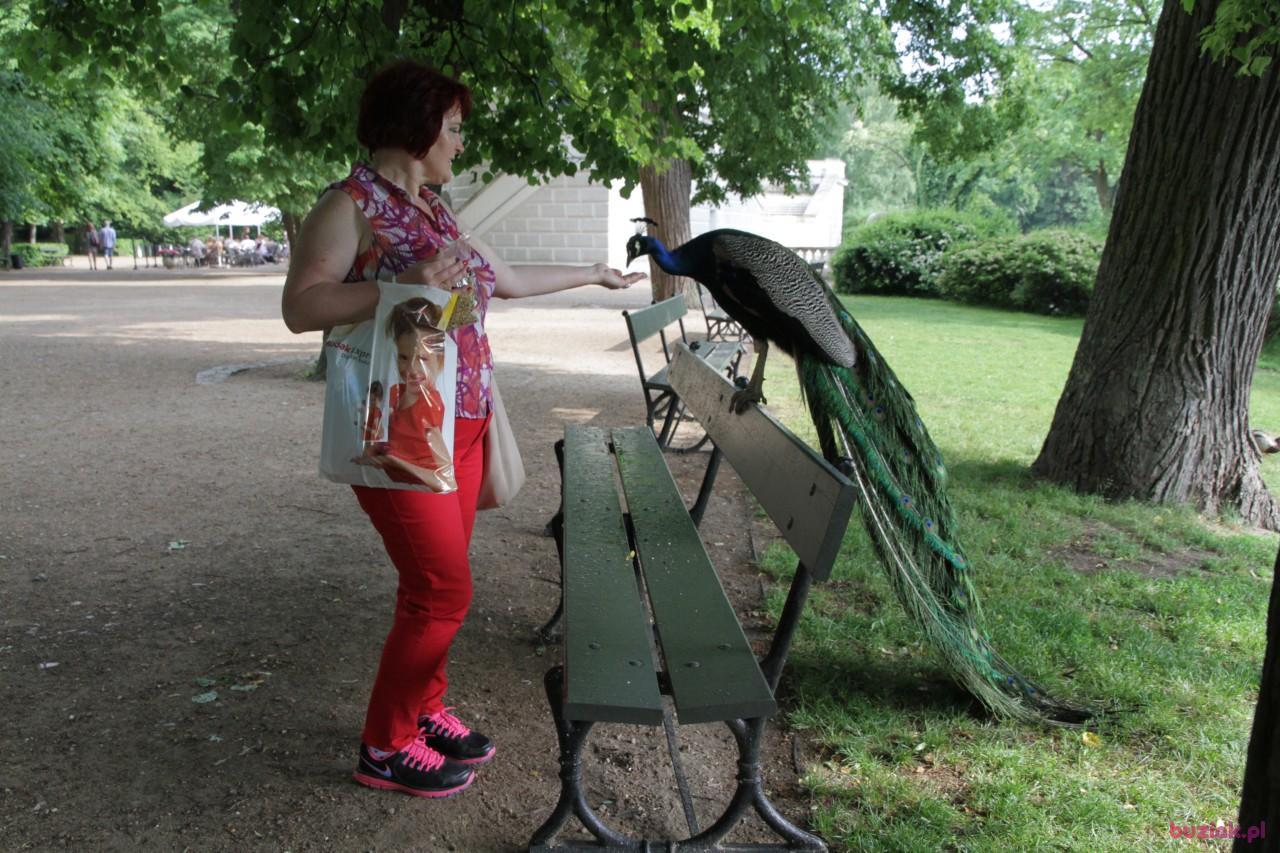 Anna, Kobieta, 62, Gliwice, Polska, Zdjęcie: 15