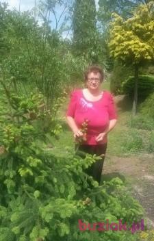  Irena, Kobieta, 72, Polska, Zdjęcie: 5