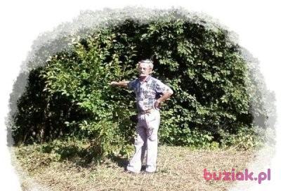 jerzy, Mężczyzna, 79, Gliwice, Polska, Zdjęcie: 2