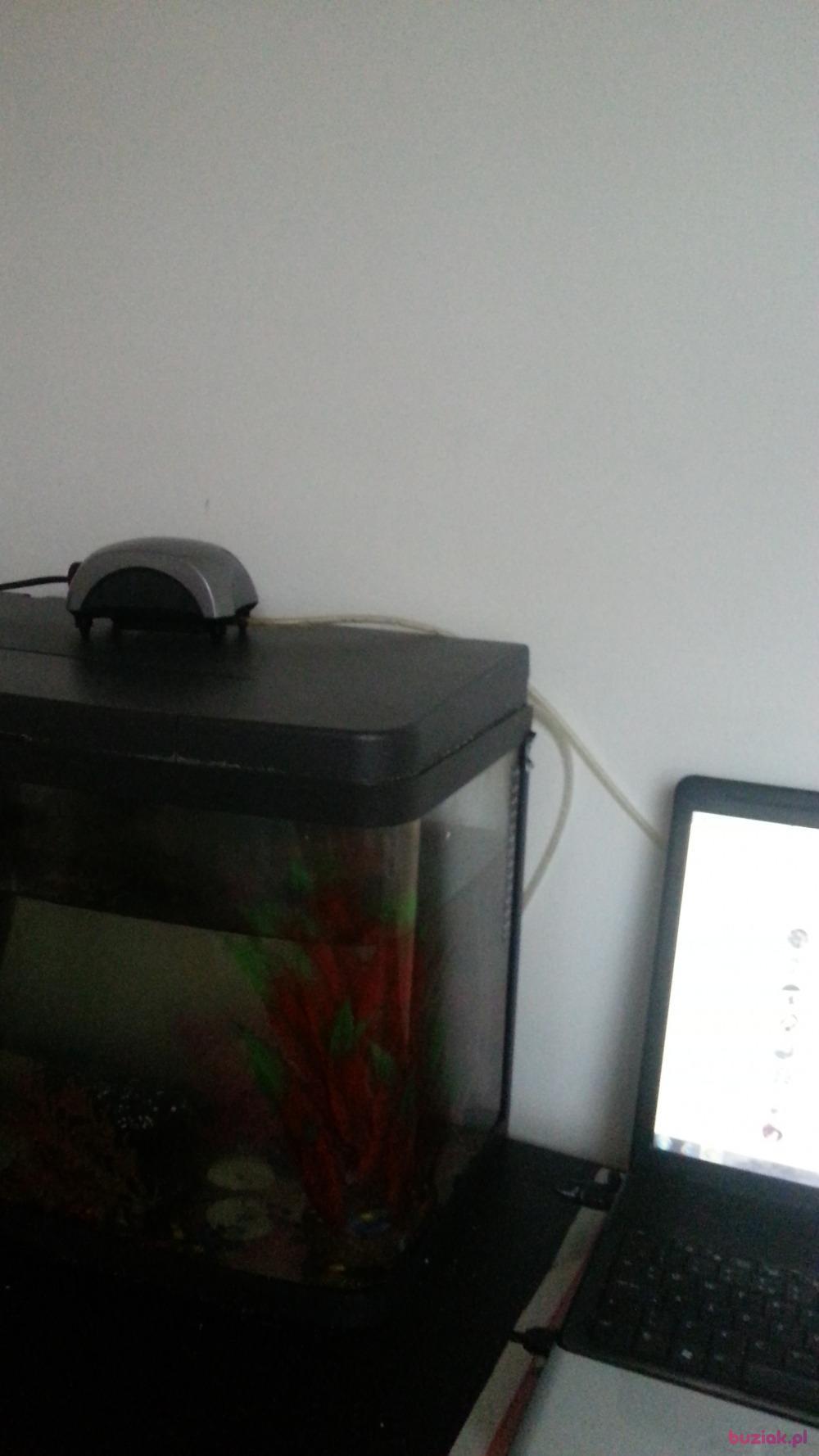 rafał , Mężczyzna, 34, Wielka Brytania, Zdjęcie: 3