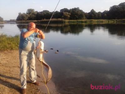 Andrzej, Male, 68, Wrocław, Polska, Photo: 8