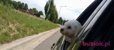 Jerzy, Mężczyzna, 56, Kristiansund, Norwegia, Zdjęcie: 3
