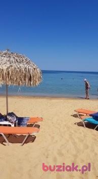 Grazyna , Kobieta, 67, Oss, Holandia, Zdjęcie: 12