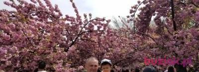 andrzej krepa, Male, 65, Tarnobrzeg, Polska, Photo: 4