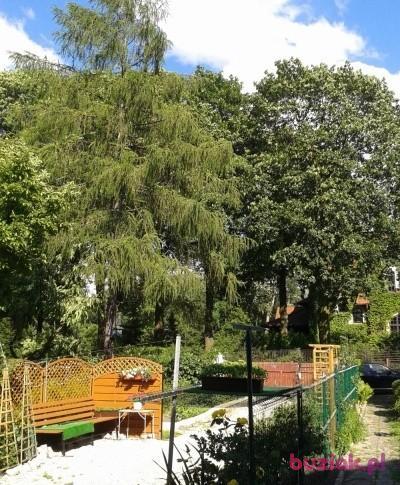 Włodzimierz, Mężczyzna, 62, Sosnowiec, Polska, Zdjęcie: 3