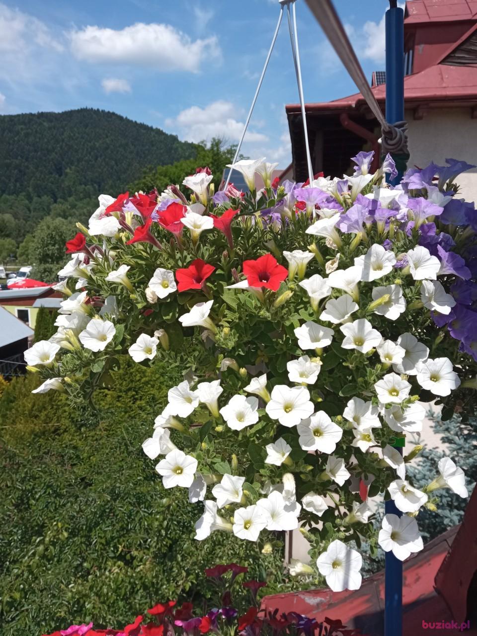 Adam, Mężczyzna, 67, Szczawnica, Polska, Zdjęcie: 3