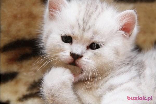 jurek, Mężczyzna, 63, Opole Lubelskie, Polska, Zdjęcie: 8