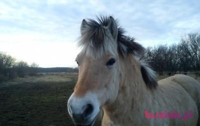 Bogdan, Male, 47, Jelenia Góra, Polska, Photo: 3