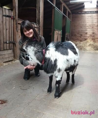 Joanna, Kobieta, 51, Poznań, Polska, Zdjęcie: 4
