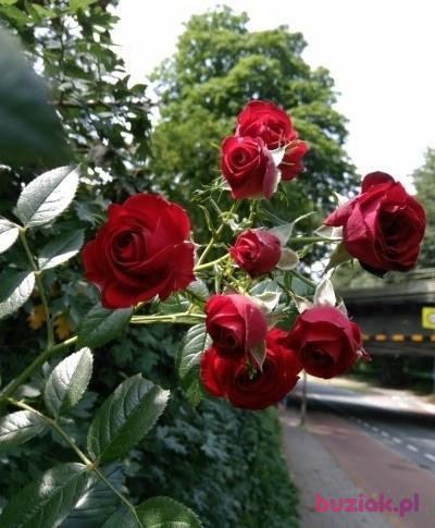 Jarek, Mężczyzna, 38, Rotterdam, Holandia, Zdjęcie: 4