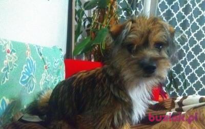 Eliza, Kobieta, 35, Jawor, Polska, Zdjęcie: 6