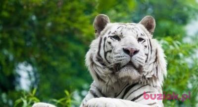 Snowtiger007, Mężczyzna, 46, Rabka, Polska, Zdjęcie: 4
