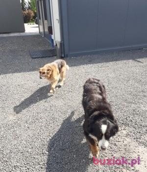 Witold, Mężczyzna, 52, Żychlin, Polska, Zdjęcie: 4