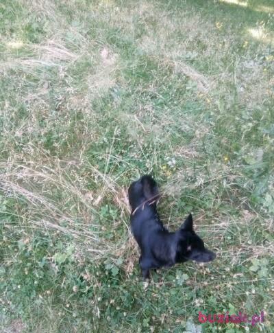 Wiesław, Mężczyzna, 51, Bielsko-Biała, Polska, Zdjęcie: 3