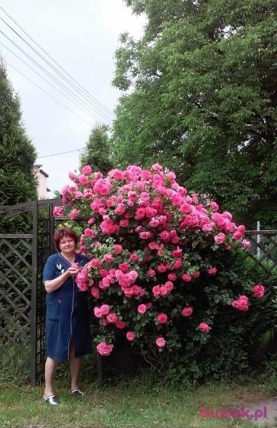 Gienia, Kobieta, 65, Tychy, Polska, Zdjęcie: 4