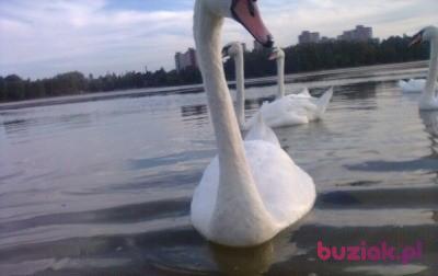 Bolesław, Mężczyzna, 63, Bochum, Niemcy, Zdjęcie: 4