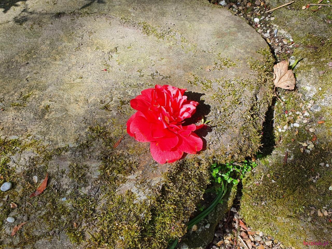 Olka, Female, 59, Westminster, Wielka Brytania, Photo: 6