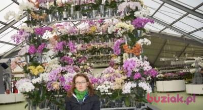 Justyna, Kobieta, 40, Warszawa, Polska, Zdjęcie: 5