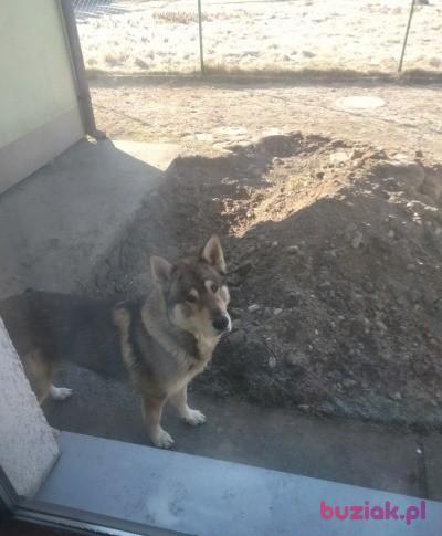 Marcin, Mężczyzna, 38, Nowy Sącz, Polska, Zdjęcie: 2