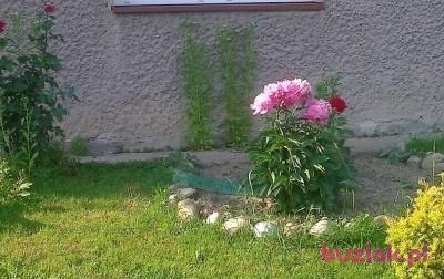 wlodek, Mężczyzna, 52, Bochnia, Polska, Zdjęcie: 3