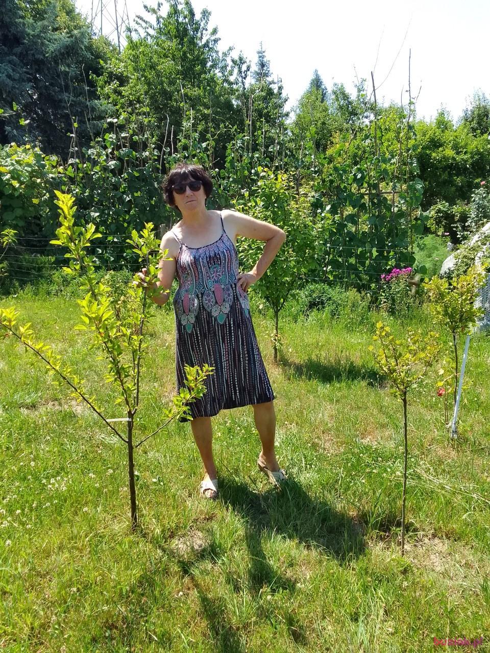 maria, Kobieta, 67, Kłobuck, Polska, Zdjęcie: 3