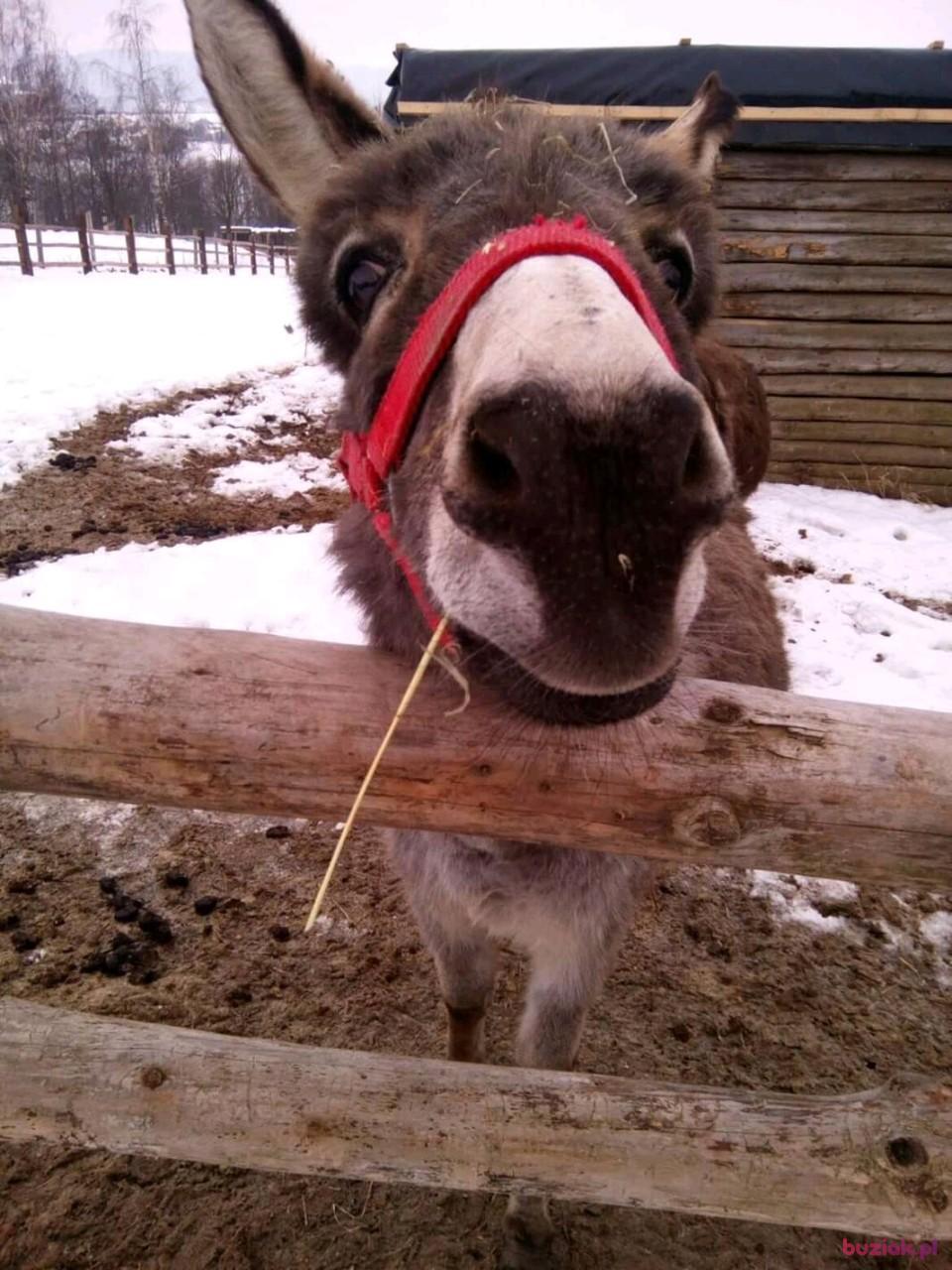 Paweł, Mężczyzna, 29, Wadowice, Polska, Zdjęcie: 2
