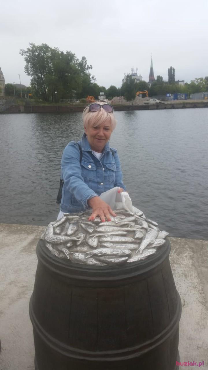 mszczecinianka, Kobieta, 72, Szczecin, Polska, Zdjęcie: 1