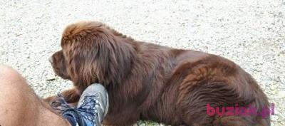 Piter, Mężczyzna, 56, Bielsko-Biała, Polska, Zdjęcie: 3