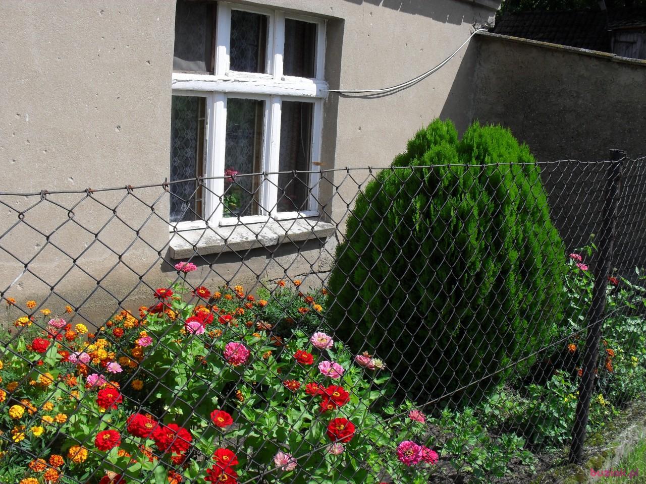 bog, Mężczyzna, 70, Mogilno, Polska, Zdjęcie: 3