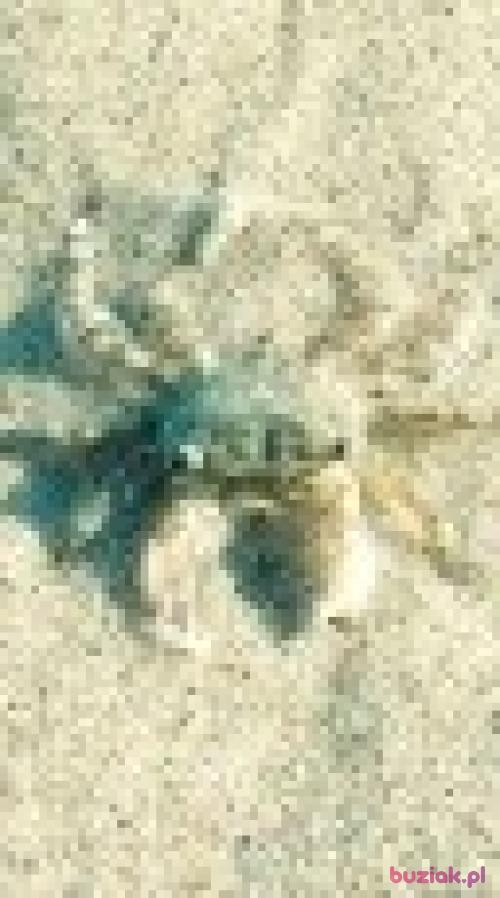 jedrek15, Mężczyzna, 59 lat, Dąbrowa Górnicza