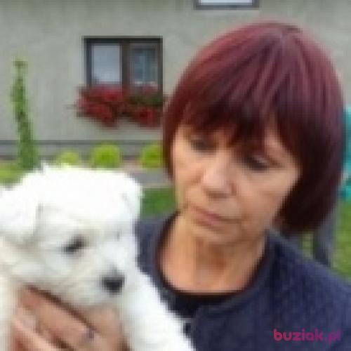 gucio16, Kobieta, 65 lat, Łódź