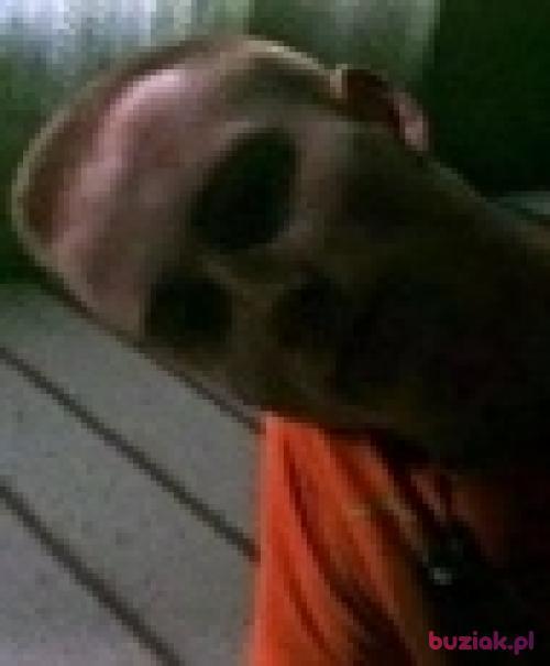 MacSta, Mężczyzna, 31 lat, Leśna
